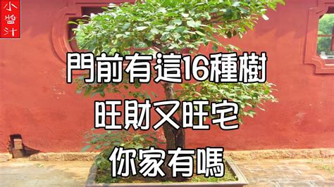 屋後有樹|【門前的風水樹】門前種什麼樹風水好種對了樹好運連連 